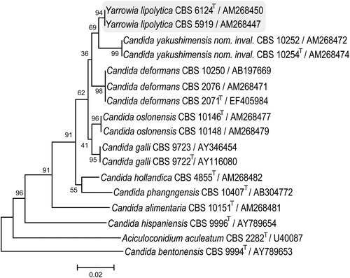 Figure 2. Phylogenetic placement of Yarrowia lipolytica and related species determined from D1/D2 LSU rRNA gene sequences. Culture collection accession numbers and GenBank sequence numbers follow species names. T represents type strains.