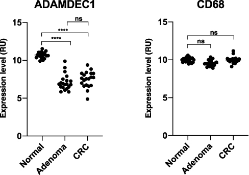Figure 6 ADAMDEC1 and CD68 gene expression in normal colorectal tissue, colorectal adenoma and CRC. A highly significant reduction in the level of ADAMDEC1 expression is seen in the colorectal adenoma and CRC compared to the normal colorectal tissue. The CD68 expressions are comparable between the three different colorectal tissues suggesting that the number of intestinal macrophages remains unchanged. ****p<0.0001. Data extracted from Gene Expression Omnibus (GEO) data repository: GEO ID GSE 100179.57
