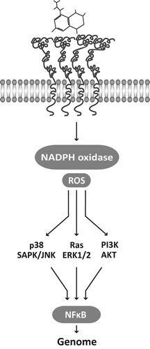 Figure 2. AGE–RAGE interaction recruits NADPH oxidase, enhances reactive oxygen species production, and initiates a transductive cascade that may follow different pathways. They converge on the activation of the transcription factor NF-κB that promotes the expression of a variety of genes involved in inflammation, vascular cell proliferation or apoptosis and extracellular matrix turnover.