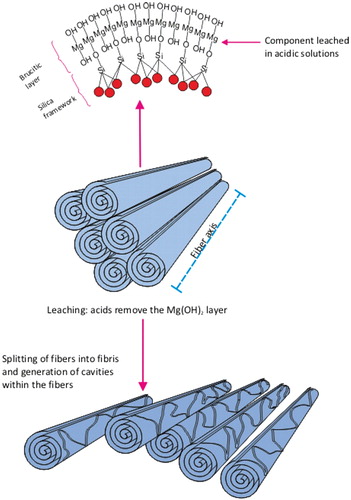 Figure 1.  Schematic illustration of the chrysotile fiber. Chrysotile is a rolled sheet or concentrate rings of silicate with the magnesium on the outside of the sheet and the silica on the inside. The chrysotile fiber is acid soluble. Chrysotile has the formula Mg3Si2O5(OH)4. The fiber consists of magnesium hydroxide layers condensed onto silicon·oxygen tetrahedra. The fiber walls are made up of 11 to 21 such layers in which there is some mechanical interlocking. There is not any chemical bonding as such between the layers, however. Each layer is about 7.3 Å thick. The Mg(OH)2 part of the molecule layers is closest to the fiber surfaces; the silicon–oxygen tetrahedra are inside. Under the acid conditions associated with the macrophage, the fiber structure is weakened and the long fibers break into short pieces which can be engulfed and cleared by the macrophages.