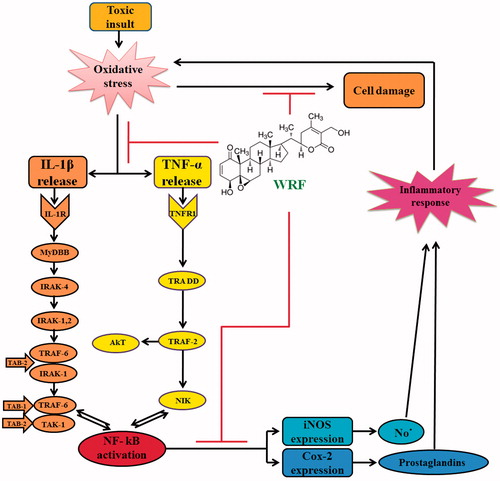 Figure 4. Scheme showing the proposed mechanisms of hepatoprotective activity of WRF. Toxic exposure could induce oxidative stress in the liver due to its metabolization into highly reactive free radicals. Oxidative stress triggers the IL-1β and TNF-α release from Kupffer cells and injured hepatocytes, which further activates NF-kB, allowing its nuclear translocation. Consequently, NF-kB stimulates the expression of iNOS and COX-II at the level of transcription, translation, and the enzyme level. The final products of iNOS and COX-II, NO- and prostaglandins, respectively, contributes to nitrosative stress and, on the other hand, initiate the cascade of the inflammatory response in the injured liver. Inflammation, in turn, is associated with the release of highly reactive oxygen and nitrogen species from inflammatory cells, further exacerbating oxidative and nitrosative stress. WRF prevents oxidative damage, as indicated by the decrease in lipid peroxidation, and improves the antioxidant status. Furthermore, WRF suppresses the inflammatory response by down-regulating the pro-inflammatory cascade initiated by TNF-α and IL-1β and attenuates nitrosative stress by the iNOS inhibition.