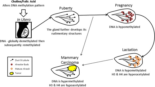 Figure 2. Epigenetic predisposition to breast cancer. Epigenetic regulation is instrumental in mammary gland development from the time the mammary streak is created in utero through rounds of pregnancy and lactation, and it is clearly involved in breast cancer development. Early in fetal development the genome is globally demethylated and remethylated in the appropriate patterns, but this process can be disrupted by toxin exposure and poor diet. The effects exerted by poor diet and toxin exposure can be dampened by maternal intake of folic acid or choline. During pregnancy the mammary gland DNA becomes globally hypomethylated to allow active transcription of genes needed to reorganize the tissue structure to develop alveolar buds and prepare for lactation. Once lactation commences and alveoli are mature, H3 and H4 in the chromatin of the gland become additionally hyperacetylated, allowing for activation of milk production genes. During breast cancer development, this process is abrogated and DNA is typically hypermethylated while H3 and H4 are generally hypoacetylated.