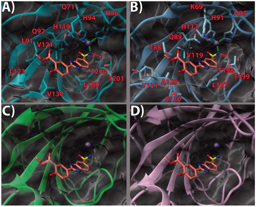 Figure 2. (a) 13/hCA IX (PDB 5FL4) theoretical complex as calculated by docking simulations. The protein is shown as cyan ribbons and sticks while the ligand as salmon sticks. Critical residues are labeled. H-bonds are depicted as red dashed lines while coordination bonds as green dashed lines. (b) 13 hCA IX theoretical binding pose within the hCA XII (PDB 5MSA) X-ray structureCitation29. The protein is shown as light blue ribbons and sticks while the ligand as salmon sticks. Critical residues are labeled. H-bonds are depicted as red dashed lines while coordination bonds as green dashed lines. (c) 13 hCA IX theoretical binding pose within the hCA I (PDB 6F3B) structure. The protein is shown as green ribbons and its molecular surface in transparent gray. The ligand is represented as salmon sticks. (d) 13 hCA IX theoretical binding pose within the hCA II (PDB 3K34) structure. The protein is shown as pink ribbons and its molecular surface in transparent gray. The ligand is represented as salmon sticks. The images were rendered using the UCSF Chimera softwareCitation30.