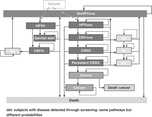 Figure 1. Model structure. CIN, cervical intraepithelial neoplasia; det, detected; HPVlr, human papillomavirus low-risk types; HPVonc, human papillomavirus oncogenic types.