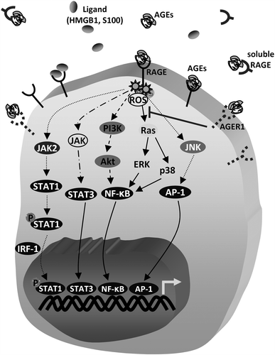 Figure 1. Main signalling pathways known to be induced by AGEs binding to RAGE; other RAGE binding ligands include HMGB1 and S100 proteins. At gene expression level, inflammatory responses are mostly mediated by the transcription factors STAT3, NF-κB and Activator Protein 1 (AP-1), although AGEs may also activate Insulin Receptor, TGF-β, VEGF and FOXO1 signalling (not shown here). Additionally, binding of AGEs on RAGE activates JAK2 which induces the phosphorylation of STAT1. Then, homodimerised phosphorylated STAT1, together with IFN regulatory factor-1 (IRF-1), binds to genomic regions of target genes. In a counteracting effect, binding of AGEs to AGER1, or to soluble forms of RAGE suppresses oxidative stress, Ras signalling and inflammation.