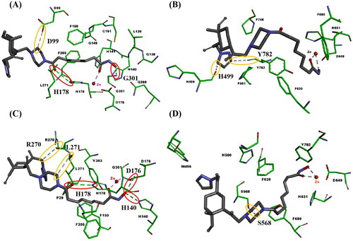 Figure 6. Binding modes of compounds 27f or 39f with hHDAC1 (PDB ID 5ICN) and hHDAC6 (PDB ID 5EDU). (A) Binding model of compound 27f with hHDAC1; (B) Binding model of compound 27f with hHDAC6; (C) Binding model of compound 39f with hHDAC1; (D) Binding model of compound 39f with hHDAC6. Only surrounding amino acid residues are shown for clarity. The zinc ion is representative as red sphere, and hydrogen bonds are indicated with dashed lines. The conventional hydrogen bond is representative as red ellipse. The carbon hydrogen bond is representative as yellow ellipse. The carbons of compounds 27f and 39f are coloured in black. The oxygen atoms are coloured in red, and nitrogen atoms in blue.