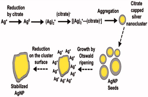 Figure 1. Representation of the nucleation and growth mechanisms for AgNP obtained by the citrate method according to Ref. [Citation14].