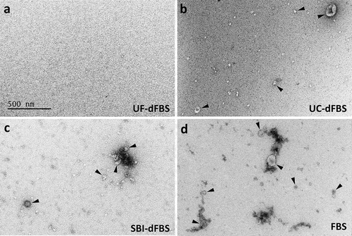 Figure 2. Electron microscopy of EV-depleted and regular FBS. Electron microscopy revealed that EVs were absent only in the UF-dFBS. EVs were isolated by UC from the different EV-depleted FBS and regular FBS. EV preparations were derived from (a) UF-dFBS lacked EVs, whereas (b) UC-dFBS and (c) commercial dFBS (SBI-dFBS) preparations showed mainly small EVs or EV-like particles. (d) Regular FBS contained both small and large EVs. Arrowheads mark examples of the EVs detected in the samples. The scale bar (500 nm) applies to all images. FBS (fetal bovine serum), UC (ultracentrifugation), UF (ultrafiltration), SBI (System Biosciences), dFBS (EV-depleted FBS).