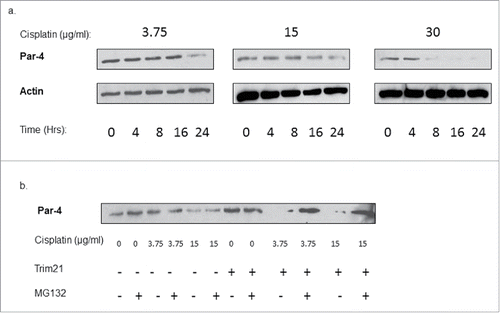 Figure 5. Cisplatin downregulates Par-4 in a dose- and proteasome-dependent manner. (a) Western blots showing Par-4 expression levels in TRIM21-transfected HCT-116 cells over time at different doses of cisplatin. Cisplatin doses are in units of μg/ml. Time is in units of hours. Actin is shown as a loading control. (b) HCT-116 cells were transfected with or without TRIM21 expression plasmid for 48 hrs, then treated with the indicated doses of cisplatin in μg/ml for 24 hrs, and with or without 10 μM MG132. Blot shows Par-4 expression levels, and actin is shown as a loading control.
