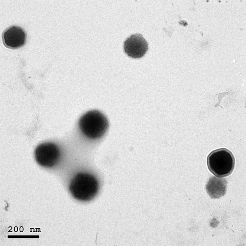 Figure 2 Transmission electron micrograph of the optimized DH-TENV formulation.