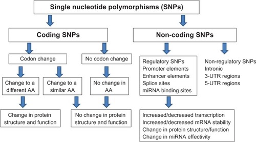 Figure 2 Types of single nucleotide polymorphisms (SNPs) and their biological consequences. SNPs occurring in the coding sequences (exons) may lead to codon change leading to an amino acid (AA) or no AA change. Changes in AA could lead to either change in protein structure or function. Noncoding regulatory SNPs could potentially lead to changes in transcription, mRNA stability, protein structure or function, or changes in binding sites of miRNA.