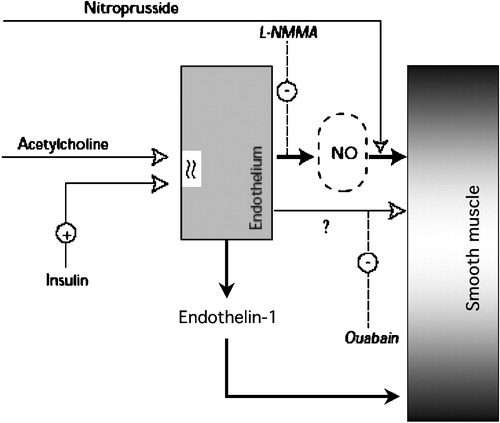 Figure 6. Diagram summarizing the dual vascular action of insulin. Through its receptors on the plasma membrane of endothelial cells, insulin stimulates the release of nitric oxide(NO, blocked by L‐NMMA and bypassed by direct provision of NO by nitroprusside) and a putative hyperpolarizing factor (blocked by oaubain), leading to vasodilatation; simultaneously, the release of endothelin‐1 contributes to maintain a vasoconstrictive tone.