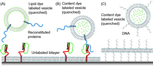 Figure 2. Single-vesicle bilayer fusion assays. (A) Lipid labeled (Fix et al., Citation2004) or (B) content labeled vesicles (Bowen et al., Citation2004) are monitored as they fuse to a lipid bilayer formed on a glass imaging surface. Fusion is indicated by the sudden appearance of fluorescence at the bilayer surface followed by a slow decay as the molecules diffuse. Reconstituted proteins are synaptobrevin (blue), syntaxin (red), and SNAP-25 (green). (C) To minimize the possible influence of the glass surface on the mobility of the lipid bilayer, a method with tethered membrane patches has been devised (Rawle et al., Citation2011).