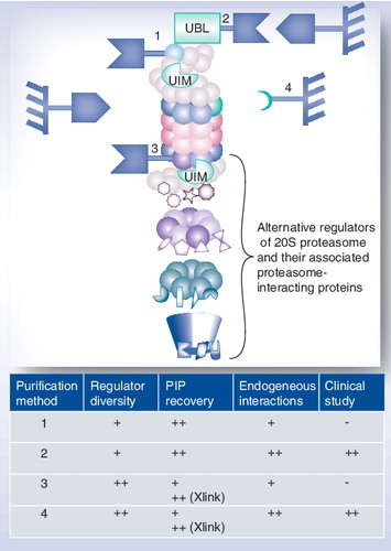 Figure 2. Affinity purification methods of proteasome complexes.(1) Purification using a tagged 19S regulator subunit, (2) purification using a tagged domain recognizing a subunit of the 19S regulator, (3) purification using a tagged 20S core particle subunit and (4) purification using an antibody specifically directed against a conserved 20S proteasome subunit.-: Not possible; +: Good; ++: Very good.PIP: Proteasome-interacting proteins; UBL: Ubiquitin-like; UIM: Ubiquitin-interacting motif; Xlink: Proteins have been in vivo crosslinked prior to purification.