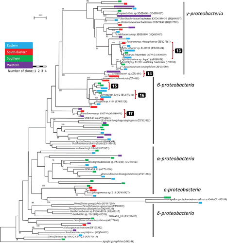 Figure A1. Phylogenetic tree of proteobacterial 16S rRNA gene sequences at the foot of Mt. Fuji. Aquifex pyrophilus was employed as an outgroup. Blue, red, green, and purple indicate eastern (E), southeastern (SE), southern (S), and estern (W) slope of the foot, respectively. Length of color bar indicates the number of clones. Bootstrape values above 50% for 1,000 replicates are shown.
