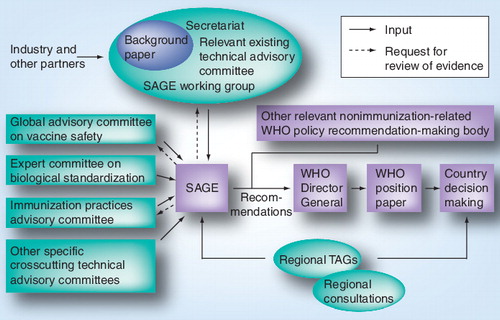 Figure 1. Pathways for WHO recommendations on vaccine use.SAGE: Strategic Advisory Group of Experts; TAG: Technical Advisory Group.