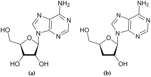 Figure 1. Chemical structure of adenosine (a) and cordycepin (b).