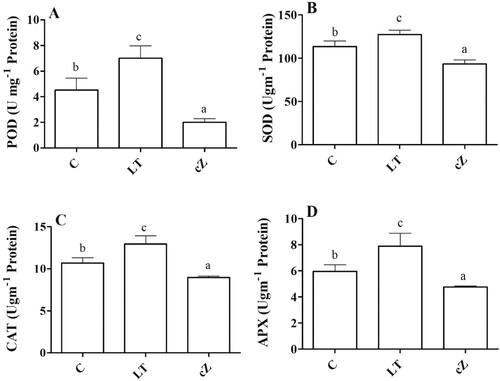Figure 7. Determination of peroxidase (POD) (A), Super oxidase (SOD) (B), Catalase (CAT) (C) and Ascorbate peroxidase (APX) (D) in the plants of Z. mays after been exposed to cZ (5 µM) or and its inhibitor – lovastatin – LT (5 µM). Data are mean from 3 independent experiments with standard error bars. Bars labeled with different letters are significantly different (Duncan test; p < 0.05). Experiment was performed at least times in triplicates for validation.