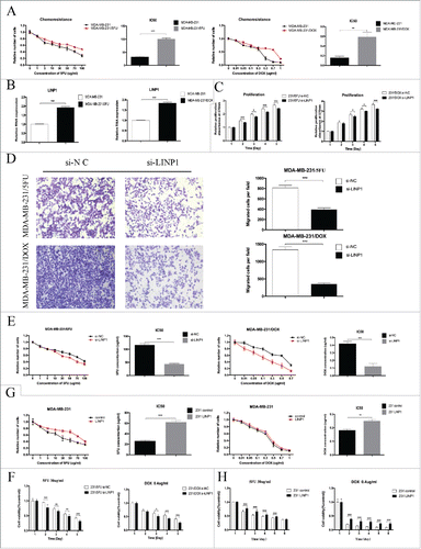 Figure 3. LINP1 contributes to multidrug resistance in breast cancer cells. (A) The IC50 values of MDA-MB-231/5FU (upper) and MDA-MB-231/DOX (down) cells was higher than that of their parental cells. (B) qPCR analysis showed that LINP1 expression levels were higher in MDA-MB-231/5FU (left) and MDA-MB-231/DOX (right) cell lines compared with their parental cell lines. (C and D) LINP1 knockdown inhibited drug-resistant cell proliferation and migration. The columns are the average of three independent experiments. (E) MTT assays indicated that LINP1 knockdown in drug-resistant cells decreased cell viability under the stress of 5FU or DOX. (F) 30 μg/ml 5FU or 0.4 μg/ml DOX was used to test the inhibition. of drug-resistance caused by LINP1 knockdown in MDA-MB-231/5FU (left) and MDA-MB-231/DOX (right) cells, respectively. (G) MTT assays indicated that LINP1 overexpression in MDA-MB-231 cells increased resistance to both 5FU and DOX. (H) 30 μg/ml 5FU or 0.4 μg/ml DOX was used to test the promotion of drug-resistance caused by LINP1 overexpression in MDA-MB-231 cell lines, *P < 0.05, **P < 0.01, and, ***P < 0.001 by the Student's t test.