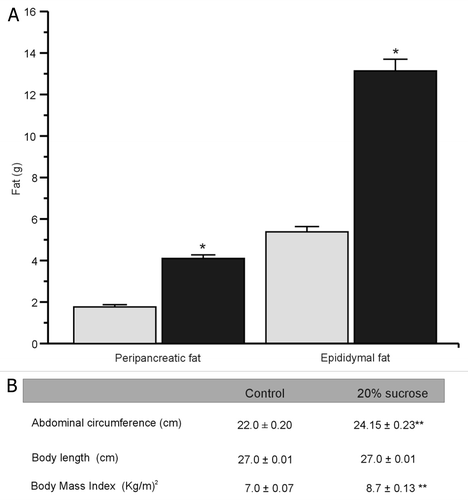 Figure 2. MS rats accumulate peripancreatic and epididymal fat. (A) Bars represent mean ± SE (n = 91) of control (gray bars) and MS rats (black bars), *p < 0.01 with respect to control group. (B) Abdominal circumference, body length and body mass index (BMI). Data are expressed as mean ± SE, (n = 91 rats). **p < 0.01, with respect to control group.
