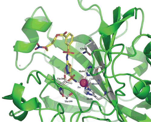 Figure 2.  Human carbonic anhydrase (hCA) II in adduct with the sulphonamide incorporating an NO-donating moiety 18, as obtained by x-ray crystallographyCitation49.