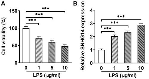 Figure 1. The expression of SNHG14 was increased in the LPS induced chondrocytes. (A)The cell viability was detected by CCK-8 assay in different concentrations of LPS (0, 1, 5, 10 μg/mL). (B)The mRNA levels of SNHG14 in different concentrations of LPS (0, 1, 5, 10 μg/mL). data were compared by unpaired t test, ***p < 0.001: n = 3.