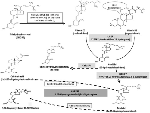 Figure 1. Synthesis and metabolism of secosteroids Vitamin D3 and Vitamin D2. In humans, cholecalciferol (Vitamin D3) is synthesized from 7-dehydrocholesterol upon sunlight exposure. Vitamin D may also be obtained from dietary sources or supplements as ergocalciferol or Vitamin D2. Vitamin D3 binds to Vitamin D-binding protein (DBP) in the bloodstream and then is transported to the liver where it is first converted by the enzyme 25-hydroxylase (CYP2R1) to 25-hydroxyvitamin D [25(OH)D]. This molecule is converted by the renal enzyme 1-α hydroxylase (CYP27B1) to 1,25 dihydroxycholecalciferol (calcitriol), which is the active form of Vitamin D. The rate limiting step in catabolism is the degradation of 25(OH)D3 and 1,25(OH)2D3 to 24,25(OH)D3 and 1,24,25(OH)2D3, respectively, which occurs through 24-hydroxylation by mitochondrial 1,25-dihydroxyvitamin D3 24-hydroxylase, (CYP24A1). 24,25(OH)D3 and 1,24,25(OH)2D3 are excreted in this form.