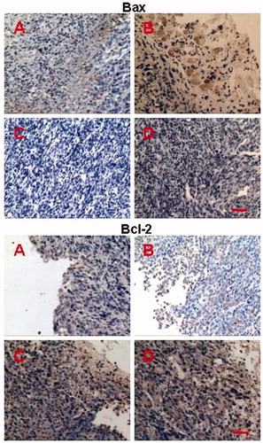 Figure 7. Immunohistochemical staining of Bax and Bcl-2 in tumors retrieved on day 10 after treatment with O + F/i.v (A), O + F/fiber (B), PLLA fiber (C), and nothing as control (D). Bars represent 50 μm.