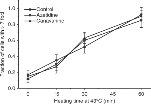 Figure 10. The effect of treatment with amino acid analogs on the heat-induced γ-H2AX response in HA-1 cells. Control HA-1 cells (▪), and HA-1 cells treated for 8 hours with 2.5 mM azetidine (•) or HA-1 cells treated for 8 hours with 1 mM canavanine (▴) were exposed to 43°C for various lengths of time and the fraction of cells positive for γ-H2AX foci was determined.