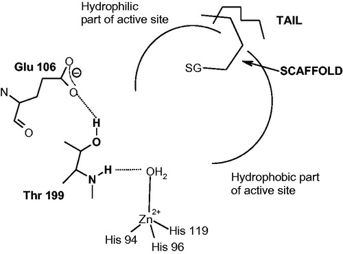Figure 8. Compounds which inhibit the CAs by occluding the entrance to the active site. SG represents a sticky group, of the phenol, carboxylic acid or amide type, the scaffold binds at the entrance of the active site cavity, occluding it, and a tail may be also present, which will interact with residues on the surface of the proteinCitation115–117.