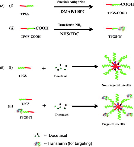 Figure 1. Schematic diagram for (A) synthesis of (i) TPGS-COOH, (ii) TPGS-Tf and (B) preparation of (i) non-targeted (DTX-TPGS-150) and (ii) transferrin receptor-targeted micelles (DTX-TPGS-Tf). DTX-TPGS-150, DTX-loaded TPGS micelles; DTX-TPGS-Tf, transferrin-conjugated DTX-loaded TPGS micelles.