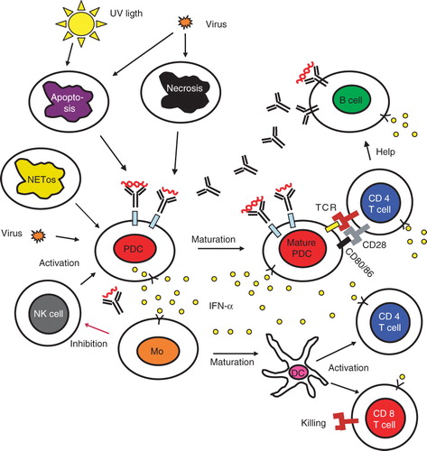 Figure 2. The role of the type I interferon system in the etiopathogenesis of systemic autoimmune diseases. A viral infection induces IFN-α production in pDC and the release of autoantigens from dying cells. The produced IFN-α activates both the innate and adaptive immune system as described in the text. In individuals with a genetic set-up that causes a strong IFN-α production and/or a marked IFN-α response, tolerance is broken, and antibodies against nucleic acid-containing autoantigens are produced. These antibodies together with the autoantigens form interferogenic ICs that stimulate the pDC to IFN-α synthesis and the B cells to increased autoantibody production, which causes a vicious circle with a continuous IFN-α production and an on-going autoimmune reaction. NK cells promote the IFN-α production and activated monocytes down-regulate the NK cells, but this latter function seems to be deficient in lupus. Figure modified from (Citation101). (DC = dendritic cell; IC = immune complex; IFN = interferon; Mo = monocyte; NK = natural killer; pDC = plasmacytoid dendritic cell; TCR = T cell receptor).