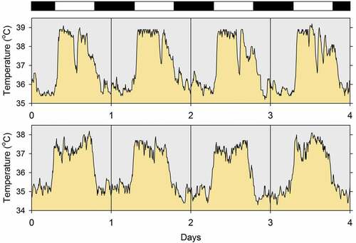 Figure 1. Four-day segments of the records of body temperature of two white-tailed antelope squirrels (Ammospermophilus leucurus, 120 g average body mass) housed individually in the laboratory at 25°C. The data were collected and are plotted with 6-minute resolution. The white and black bars at the top indicate the light and dark phases of the prevailing light-dark cycle