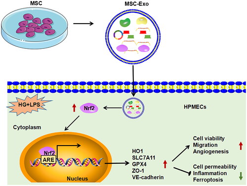 Figure 9. Summary diagram of this study. MSC-Exo promoted viability, migration and angiogenesis, while inhibited permeability, inflammation, and ferroptosis on HG + LPS-induced HPMECs by activating Nrf2/HO-1 pathway.