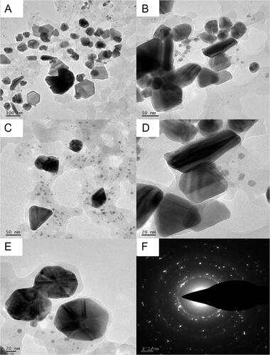 Figure 6 TEM analysis PF@AgNPs (A) TEM micrograph at 100 nm shows monodispersed AgNPs with different shapes including spherical, rod, triangle, and rhombic; (B) rod-shaped, rhombic shaped, and spiral-shaped AgNPs observed at 50 nm scale; (C) triangle, rhombic and spherical shaped AgNPs at 50 nm; (D) rod-shaped and triangle-shaped AgNPs at 20 nm; (E) spherical shaped AgNPs at 20 nm; (F) SAED pattern of AgNPs.