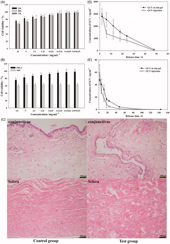 Figure 5. Viability of L-02 cell culture with different concentration of PBLA-PEG-PBLA (A) and compare with SDS at 24 h (B); (C) histology of conjunctivae and sclera 2 weeks after intravitreous injection. Sections were embedded in paraffin and stained with H & E; (D) aqueous humor and (E) vitreous concentration-time profile of GCV after intravitreous injection of GCV in situ hydrogel and GCV injection in rabbits, respectively, (n = 6).