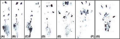 Figure 6. Footprints of PHBV graft-applied legs of the rats, after 4th (A, B); 8th (C, D); 16th (E, F) weeks and not-operated footprint (G).