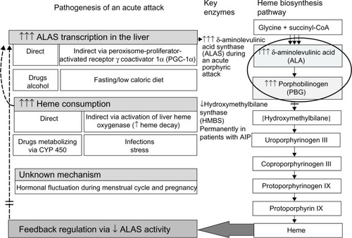 Figure 1 Precipitating factors and pathogenesis of an acute attack in AIP.