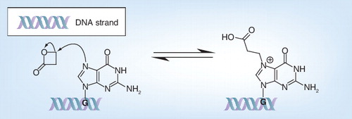 Figure 4. Reaction mechanism of β-propiolactone with DNA or RNA (guanine).G: Guanine.