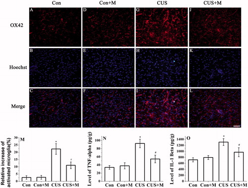 Figure 4. Minocycline treatment inhibited the activation of microglia and CUS-induced secretion of TNF-α and IL-1β. Microglia activation was detected by OX42 antibody (hippocampal DG zone). (M) The results were quantified (Con: 2.63 ± 1.15%; Con + Minocycline: 2.74 ± 1.25%; CUS: 22.27 ± 3.68%; CUS + Minocycline: 11.02 ± 2.28%, n = 20). Results (A–L) are expressed as the mean ± SD of relative increase of the activated microglia cells in random fields (n = 20). *p < 0.05 versus control groups. #p < 0.05 versus CUS groups. TNF-α (Con: 33.96 ± 4.63 pg/g; Con + Minocycline: 37.85 ± 7.49 pg/g; CUS: 92.62 ± 10.42 pg/g; CUS + Minocycline: 54.61 ± 9.38 pg/g, n = 6) (N) and IL-1β (Con: 717.05 ± 70.35 pg/g; Con + Minocycline: 793.63 ± 68.36 pg/g; CUS: 1308.74 ± 115.32 pg/g; CUS + Minocycline: 970.76 ± 150.25 pg/g, n = 6) (O) were determined by ELISA (n = 6). *p < 0.05 versus control groups. #p < 0.05 versus CUS groups.