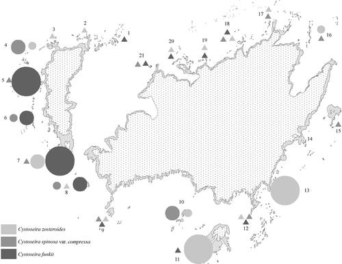 Fig. 3. Map of the Port-Cros National Park with numbered study sites, where densities of the three Cystoseira species are represented. Diameters of the circles are proportional to the maximum densities measured: small circles: 0–1.25ind 0.25m−2; medium circles: 1.25–2.5ind 0.25m−2; big circles: >2.5ind 0.25m−2; triangles: presence. Specific values are shown in Table 1.