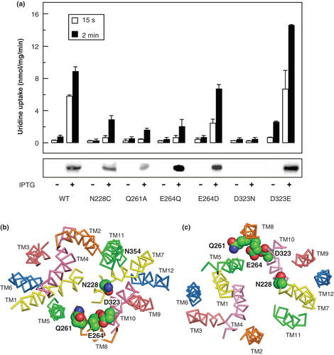 Figure 9. Comparison of the uridine transport activity of wild-type NupG with that of variants bearing mutations of highly conserved residues in TM7, TM8 and TM9. (a) Uptake of 50 μM uridine, measured for 15 s or 2 min as indicated, in E. coli cells induced by treatment with IPTG for 1 h or, in the case of D323N, 3 h, to express WT NupG or the indicated mutants. Results shown are mean ± SD (n = 3). The panel below the histogram shows a western blot of membrane samples (20 μg) from the corresponding cultures, stained for the His-tagged NupG protein. (b) Cross-section of the transmembrane region of the inward-facing NupG model, viewed from the cytoplasmic side of the membrane, and (c) cross-section of the outward-facing NupG model, viewed from the periplasmic side of the membrane, showing the locations of the mutated residues, in space filling representation. TM helices are shown as α-carbon traces, coloured as in Figure 4.