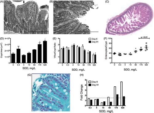 Figure 4. Quantitative assessment of intestinal structure in mice. (A) Duodenum of mouse exposed to 520 mg/l SDD for 90 days: with villous atrophy, blunting and fusion (arrow) and crypt epithelial hyperplasia, (B) duodenum of mouse exposed to 520 mg/l SDD for 90 days: with histiocytic cellular infiltration of the villous lamina propria (arrows) and cytoplasmic vacuolization of the villous epithelium, (C) representative image of crypt area analysis in (D)–(E), (D) measures of crypt area in three contiguous tissue sections at day 91 (*p < 0.05 by ANOVA/Dunn’s), (E) villus/crypt area ratios at days 8 and 91 (*p < 0.05 by ANOVA/Dunnett’s), (F) number of enterocytes per crypt at day 91 (10 full crypts assessed per animal; p < 0.01 by ANOVA/Dunnett’s), (G) representative image of crypt enterocyte analysis in (F) and Table 5, and (H) fold change in Ki67 expression at days 8 and 91 of exposure (dotted line represents 1.5-fold).