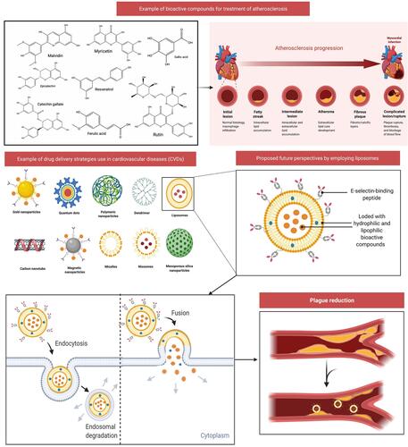 Figure 10 Drug delivery strategies use in cardiovascular diseases (CVDs) and proposed future perspectives of liposomes-based drug delivery. Atherosclerosis began as a lesion before a lipid layer or fatty streak formed within the intima. Leukocytes and smooth muscle cells migrate into the arterial wall, causing plague and extracellular matrix degradation. Liposomes can be loaded with hydrophilic and lipophilic bioactive substances, which may help decrease plague development. Injured endothelium secretes adhesion molecules during atherosclerosis, thus liposomes can be modified to conjugate with E-selectin-binding peptide (eg, E-selectin, and P-selectin). This combination of bioactive molecules and targeted ligands will further aid in decreasing atherosclerosis.