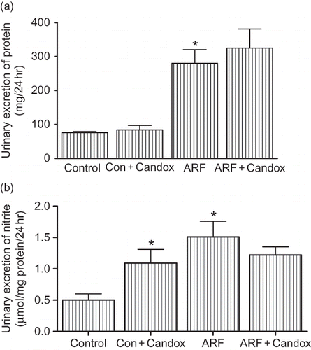 FIGURE 1.  Urinary excretion of protein (a) and nitrite (b) in control and ARF rats treated with or without candoxatril (30 mg/kg/day; orally, 3 weeks). n = 5 in each experimental group. Values are mean ± SEM. *p < 0.05 versus control.