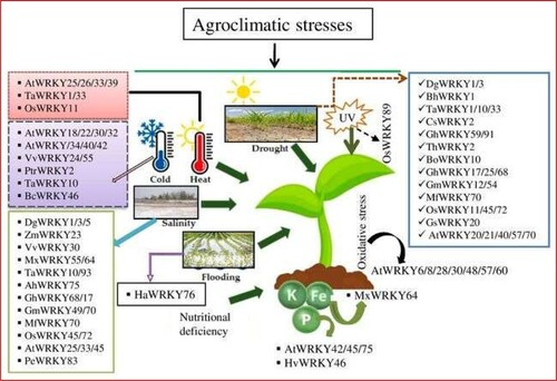 Figure 3. WRKY proteins regulate the plants responses to adverse agroclimatic conditions. At: Arabidopsis thaliana, Ta: Triticum aestivum, Os: Oryza sativa, Vv: Vitis vinifera, Ptr: Poncirus trifoliata, Bc: Brassica campestris, Dg: Dendranthema grandiflorum, Zm: Zea mays, Mx: Malus xiaojinensis, Ah: Arachis hypogaea, Gh: Gossypium hirsutum, Mf: Myrothamnus flabellifolia, Bh: Boea hygrometrica, Cs: Camellia sinensis, Th: Tamarix hispida, Bo: Brassica oleracea, Gs: Glycine soja, Hv: Hordeum vulgare, Ha: Helianthus annuus, Pe: Phyllostachys edulis.