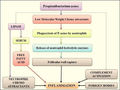 Figure 2. Basic mechanism of acne induction by P. acne.