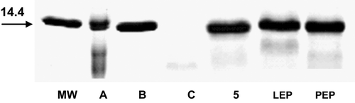Figure 1.  Effects on globin hydrolysis of chalcone derivate. The samples were solubilized in SDS-sample buffer containing β-mercapto ethanol and boiled before electrophoresis in 15% SDS-PAGE gels. The gels were stained with Coomassie blue. The position of MW standard is shown in kDa. Undergraded globin appears at 14 kDa. A, control human hemoglobin; B, control hemoglobin, without enzyme; C, control, enzyme with hemoglobin; 5, compound (100 mM); MW, molecular weight; LEP, leupeptin (100 mM); PEP, pepstatin (100 mM).