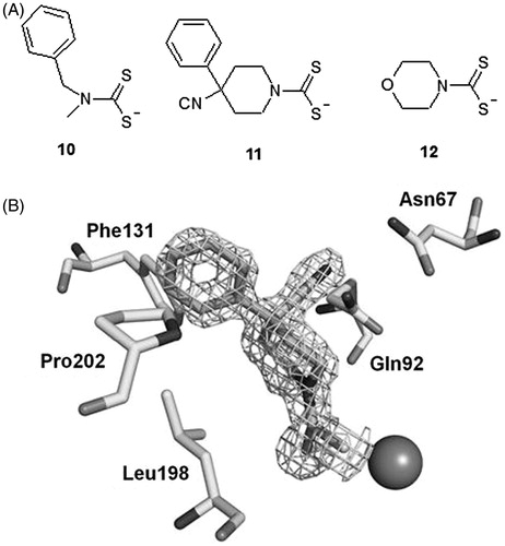 Figure 7. (A) Structure of DTCs 10–12. (B) Electronic density for the adduct of dithiocarbamate 11 bound within the active site of hCA II [i]. The zinc ion is shown as the central sphere and the amino acid residues involved in the binding are evidenced and numbered (hCA I numbering system)Citation255.