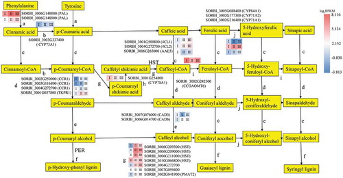 Figure 4. The DEGs mapped to the phenylpropanoid pathway (except peroxidase), with the expression levels in the three developmental sections marked as I, II, and III. The gene SORBI_3004G272700 is annotated as an uncharacterized acetyltransferase. The gene SORBI_3007G059400 is annotated as anthocyanin 5-aromatic acyltransferase. The encoded enzymes of the other genes are presented next to their accession numbers.